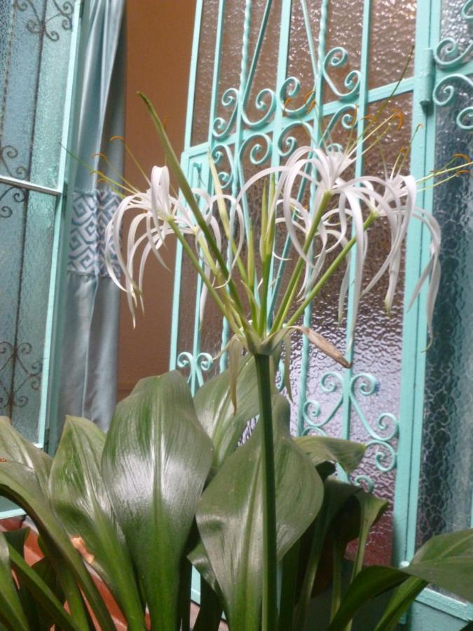 La Casona Azul Bed & Breakfast Lima Dış mekan fotoğraf